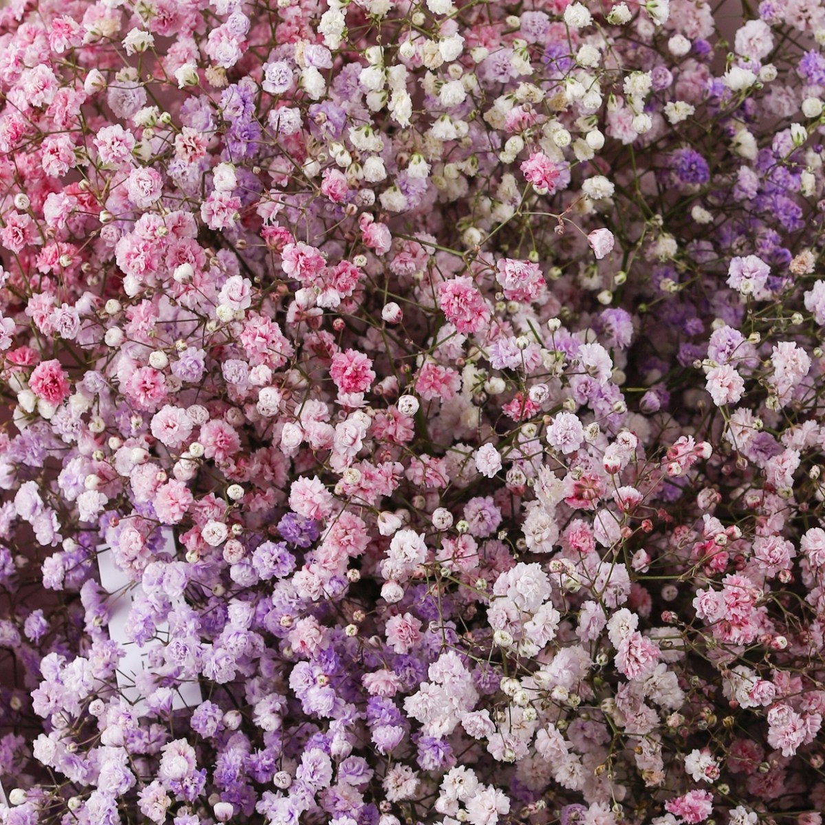 rozovaya gipsofila buket 7